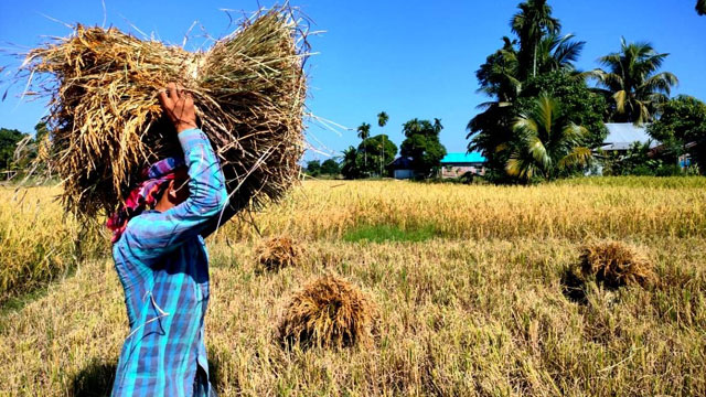 A farmer is returning home with head load paddy from the field at Lankamura near Agartala Friday. Image: Indigenousherald