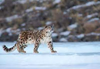 Indigenous News Images