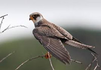 appeal for protection of migratory amur falcon birds