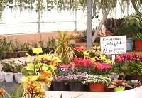 floriculture expo cum sale at ibsd in upper shillong