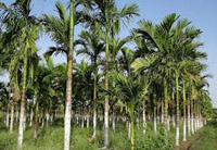 good achievement in areca nut plantation in tripura