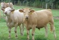 joint verification team assess on bovine deaths