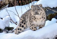 move to set up first snow leopard conservation centre