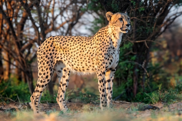 Nine Cheetahs from Botswana arriving at Kuno National Park