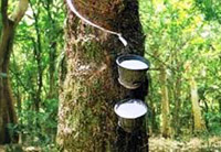 rubber board launches help desk for online services