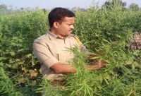 security men destroy 10000 cannabis saplings