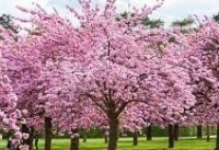 shillong cherry blossom festival 2023 culminates
