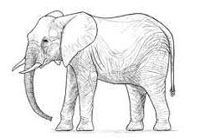 tripura tale of a wild killer elephant named “moti”