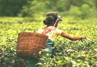 ulfa-i issues threat to assams tea company