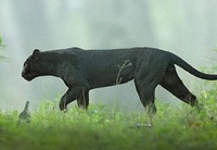 zebras from israel in exchange of black panther cubs